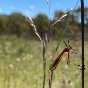 Harpobittacus australis at Kambah, ACT - 7 Nov 2020 04:19 PM