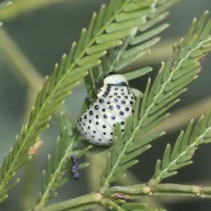 Dicranosterna immaculata at Forde, ACT - 7 Nov 2020 11:28 AM