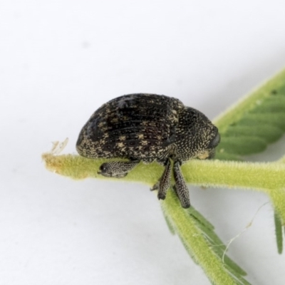 Melanterius sp. (genus) (Unidentified Melanterius weevil) at Bruce, ACT - 14 Oct 2020 by AlisonMilton