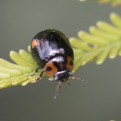 Peltoschema oceanica (Oceanica leaf beetle) at Forde, ACT - 7 Nov 2020 by AlisonMilton