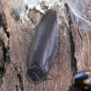 Laxta sp. (genus) at Cook, ACT - 28 Sep 2020