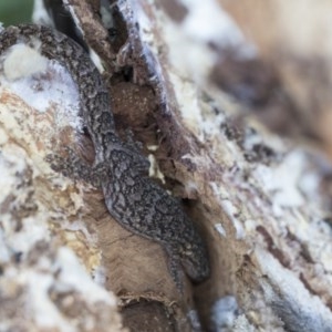 Christinus marmoratus at Cook, ACT - 28 Sep 2020 11:20 AM