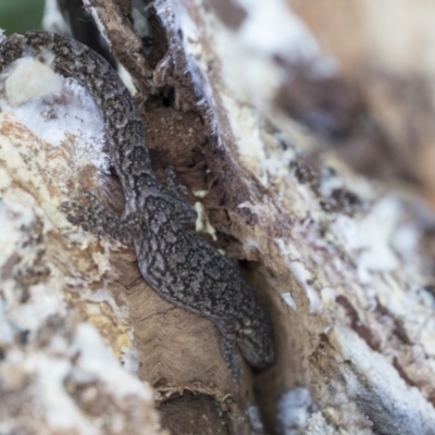 Christinus marmoratus (Southern Marbled Gecko) at Cook, ACT - 28 Sep 2020 by AlisonMilton