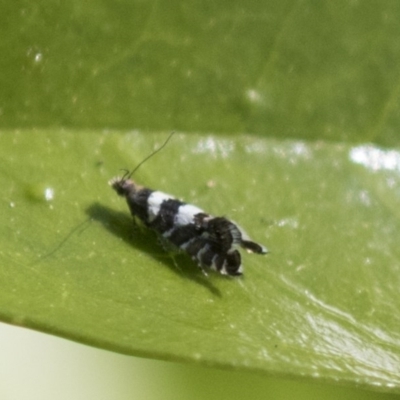 Glyphipterix meteora (A Sedge Moth) at Higgins, ACT - 5 Nov 2020 by AlisonMilton