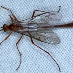 Dicamptus fuscicornis (Ichneumon wasp) at Forde, ACT - 6 Nov 2020 by jb2602