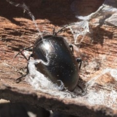 Chalcopteroides spectabilis (Rainbow darkling beetle) at Cook, ACT - 28 Sep 2020 by AlisonMilton