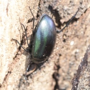 Chalcopteroides columbinus at Cook, ACT - 28 Sep 2020 11:16 AM