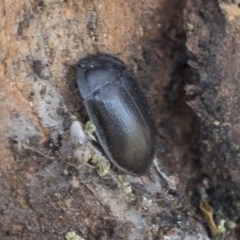 Pterohelaeus striatopunctatus (Darkling beetle) at Cook, ACT - 28 Sep 2020 by AlisonMilton