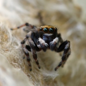 Maratus scutulatus at Ainslie, ACT - 7 Nov 2020