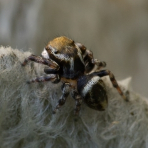 Maratus scutulatus at Ainslie, ACT - suppressed