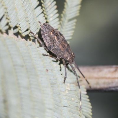Pentatomidae (family) (Shield or Stink bug) at Forde, ACT - 6 Nov 2020 by AlisonMilton