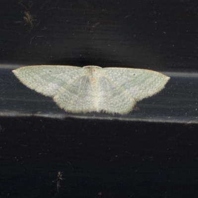 Poecilasthena thalassias (Sea-blue Delicate) at Higgins, ACT - 14 Oct 2020 by AlisonMilton