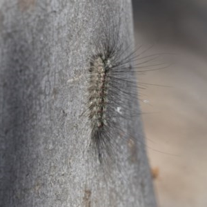 Anestia (genus) at Bruce, ACT - 14 Oct 2020 02:15 PM