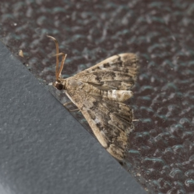 Nacoleia rhoeoalis (Spilomelinae) at Higgins, ACT - 6 Nov 2020 by AlisonMilton