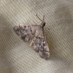 Nacoleia rhoeoalis at Higgins, ACT - 6 Nov 2020 04:09 PM