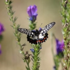 Papilio anactus (Dainty Swallowtail) at West Wodonga, VIC - 8 Nov 2020 by Kyliegw
