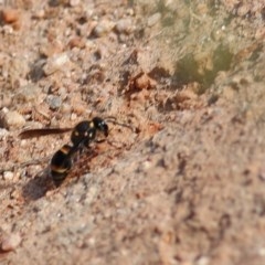 Eumeninae (subfamily) (Unidentified Potter wasp) at West Wodonga, VIC - 8 Nov 2020 by Kyliegw