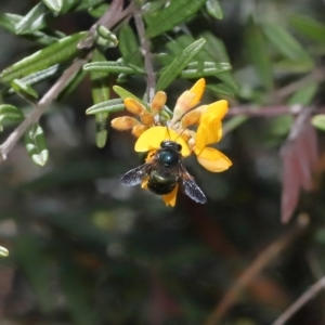 Xylocopa (Lestis) aerata at Acton, ACT - 8 Nov 2020