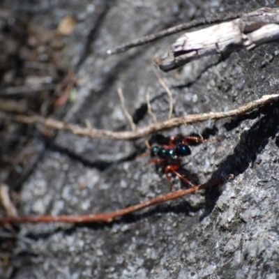 Diamma bicolor (Blue ant, Bluebottle ant) at Booth, ACT - 8 Nov 2020 by mac084