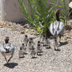 Chenonetta jubata (Australian Wood Duck) at ANBG - 8 Nov 2020 by TimL