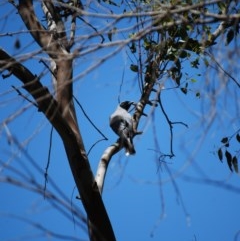 Coracina novaehollandiae (Black-faced Cuckooshrike) at Paddys River, ACT - 8 Nov 2020 by mac084