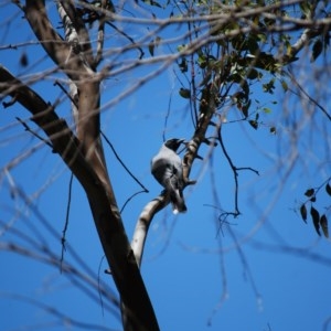 Coracina novaehollandiae at Paddys River, ACT - 8 Nov 2020