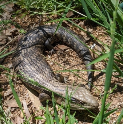 Tiliqua scincoides scincoides (Eastern Blue-tongue) at Bruce Ridge to Gossan Hill - 3 Nov 2020 by mac084