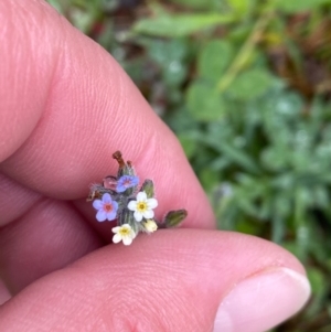 Myosotis discolor at Theodore, ACT - 24 Sep 2020 01:15 PM