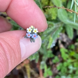 Myosotis discolor at Theodore, ACT - 24 Sep 2020 01:15 PM