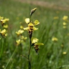 Diuris sulphurea (Tiger Orchid) at Forde, ACT - 8 Nov 2020 by SallyandPeter