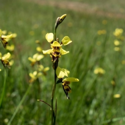 Diuris sulphurea (Tiger Orchid) at Forde, ACT - 8 Nov 2020 by SallyandPeter