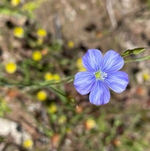 Linum marginale at Kambah, ACT - 7 Nov 2020 04:03 PM