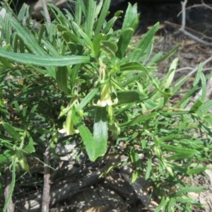 Billardiera scandens at Holt, ACT - 8 Nov 2020