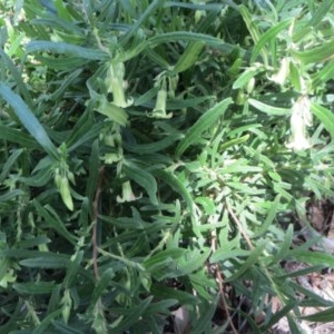 Billardiera scandens at Holt, ACT - 8 Nov 2020