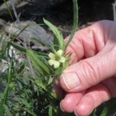 Billardiera scandens at Holt, ACT - 8 Nov 2020