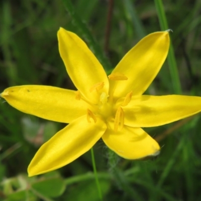 Hypoxis hygrometrica var. hygrometrica (Golden Weather-grass) at Symonston, ACT - 8 Nov 2020 by RobParnell