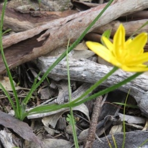 Hypoxis hygrometrica var. hygrometrica at Symonston, ACT - 8 Nov 2020 04:08 PM