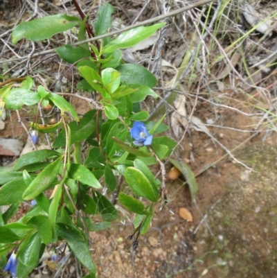 Billardiera heterophylla (Western Australian Bluebell Creeper) at Hawker, ACT - 7 Nov 2020 by sangio7