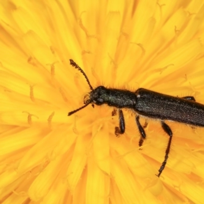 Eleale sp. (genus) (Clerid beetle) at Forde, ACT - 4 Nov 2020 by kasiaaus