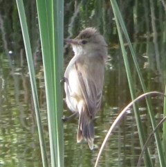 Acrocephalus australis (Australian Reed-Warbler) at Symonston, ACT - 8 Nov 2020 by RobParnell