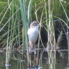 Acrocephalus australis at Symonston, ACT - 8 Nov 2020