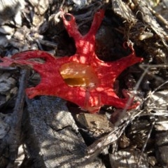 Clathrus archeri (Seastar Stinkhorn) at National Arboretum Woodland - 8 Nov 2020 by AndyRussell