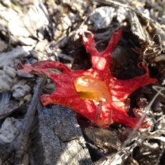 Clathrus archeri at National Arboretum Woodland - suppressed