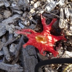 Clathrus archeri at National Arboretum Woodland - suppressed