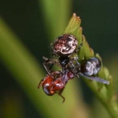 Euryopis sp. (genus) (An ant eating spider) at Forde, ACT - 4 Nov 2020 by kasiaaus