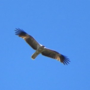 Haliastur sphenurus at Pialligo, ACT - 8 Nov 2020