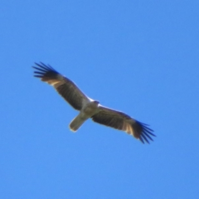 Haliastur sphenurus (Whistling Kite) at Pialligo, ACT - 8 Nov 2020 by Christine