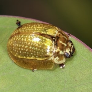 Paropsisterna cloelia at Forde, ACT - 4 Nov 2020