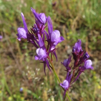 Linaria pelisseriana (Pelisser's Toadflax) at Symonston, ACT - 8 Nov 2020 by RobParnell