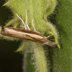 Ptochostola microphaeellus (A Crambid moth) at Forde, ACT - 4 Nov 2020 by kasiaaus